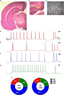Electrophysiological Characterization of Regular and Burst Firing Pyramidal Neurons of the Dorsal Subiculum in an Angelman Syndrome Mouse Model